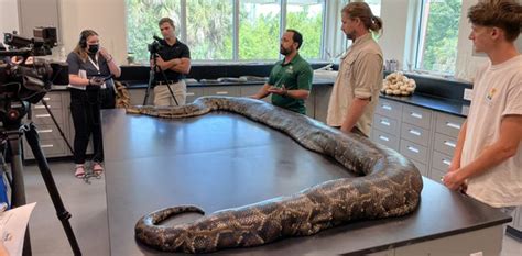 Largest-ever python carrying 122 eggs caught in Florida