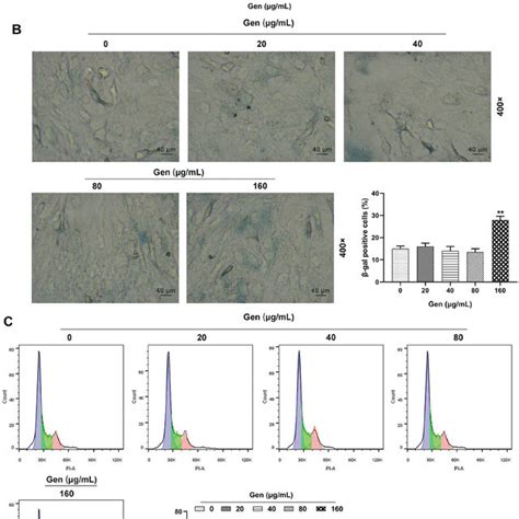 Proliferation And Cell Cycle G1 S Transition Of HUVECs Were Inhibited