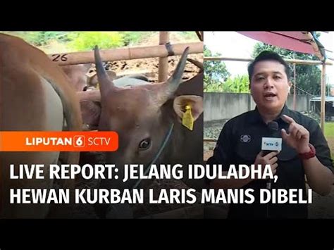 Live Report Pantauan Penjualan Hewan Kurban Jelang Iduladha Sapi