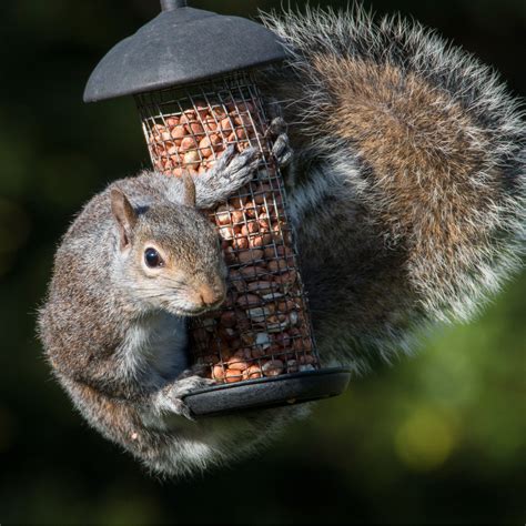how to keep squirrels out of the bird feeder 10