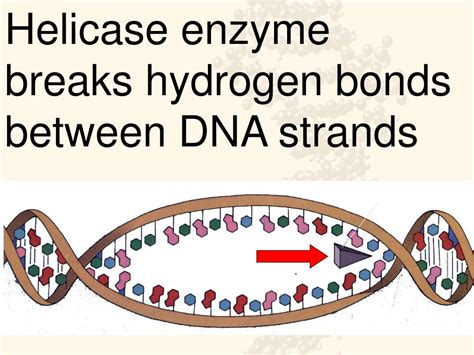 Ppt Dna Replication Transcription And Translation Powerpoint Presentation Id2852114