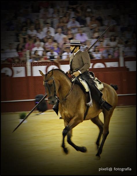 Fotos De Caballos Andaluces