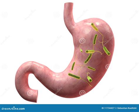 Stomach Infection Royalty Free Stock Photography - Image: 11734427