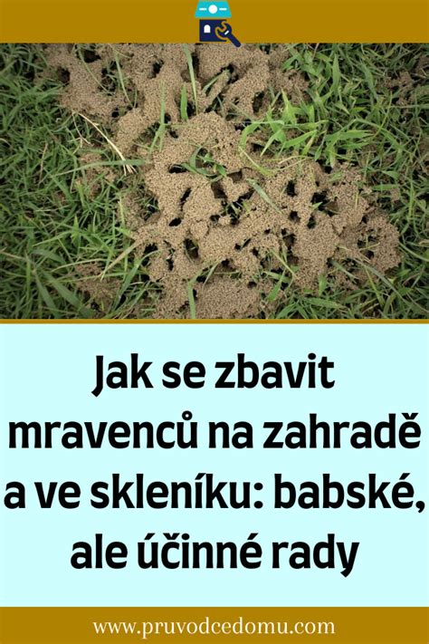 Jak Se Zbavit Mravenc Na Zahrad A Ve Sklen Ku Babsk Ale Inn Rady