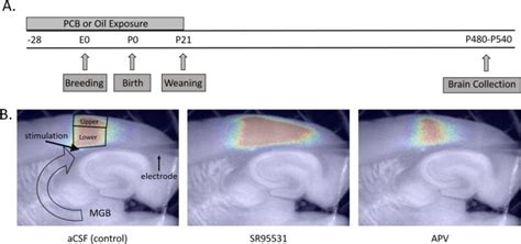 Developmental Exposure To Pcbs Alters The Activation Of The Auditory