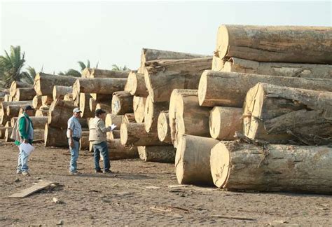 ABT decomisa más de 200 trozas de madera en aserradero por no contar