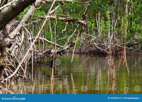 Mangrove swamp stock photo. Image of area, mangrove, river - 52435612