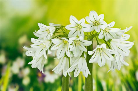 Allium triquetrum (Three-Cornered Leek)