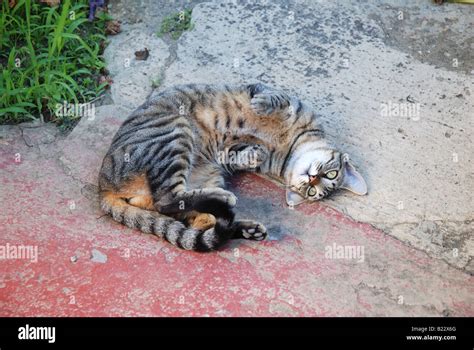 Tabby Cat Rolling On The Ground Stock Photo Alamy