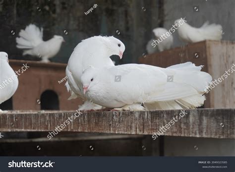 Indian Fantail Breed Luxury Pigeon Descended Stock Photo