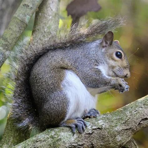 Eastern Gray Squirrels In Central Florida Florida Wildlife Trappers