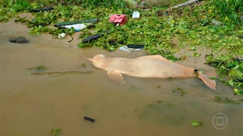 Clima Extremo Seca Severa Causou Morte De Botos E Transformou Rio Em