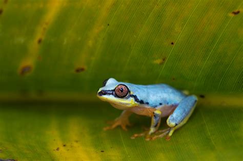 10 Frogs Of Madagascar - Photography Tours To Madagascar