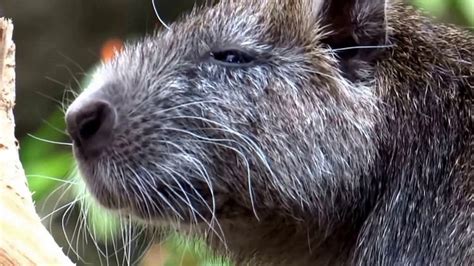 Hutia - Alchetron, The Free Social Encyclopedia