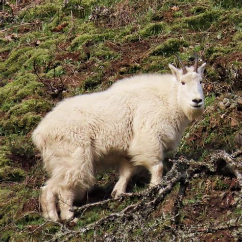 Oreamnos americanus (Mountain Goat) – 10,000 Things of the Pacific ...