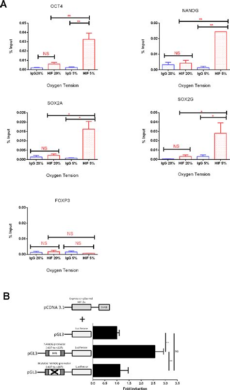 Figure From Hif Regulates Nanog Expression In Human Embryonic Stem