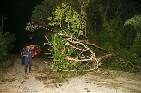 Saldo de Beryl Caída de mil 900 árboles y 54 postes Haz Ruido