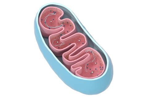 Mitochondrial Dna Can Flow Into The Genome Techzle