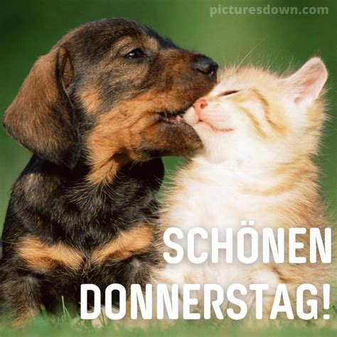 Sch Nen Donnerstag Bild Hund Und Katze Picturesdown