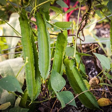 How To Grow Winged Beans | Baker Creek Heirloom Seeds