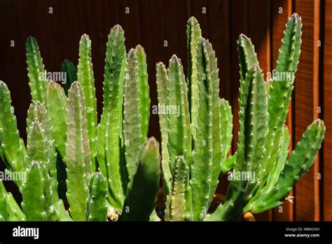 Stapelia Gettleffii Flower Hi Res Stock Photography And Images Alamy