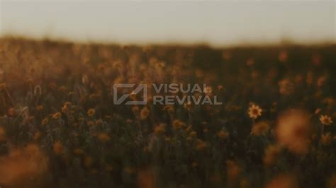 Sunrise Hills Still 15 | Visual Revival