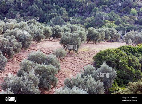 Olive Grove In Andalusia Southern Spain Stock Photo Alamy