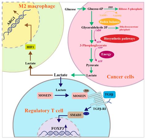 Increased Glycolysis Contributes To GI Cancer Progression Increased