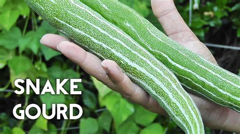 Snake Gourd Benefits For Health And Body Skin Hair And Side Effects