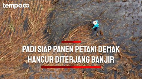 Sembilan Ribu Hektare Sawah Jateng Kebanjiran Di Tengah Kenaikan Harga