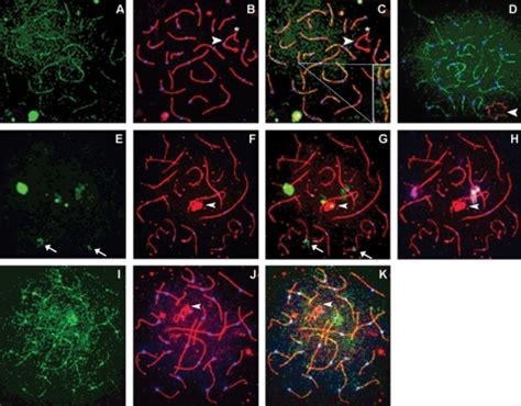 During Early Pachytene SUMO 1 Is Observed In Three Different