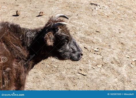 Young Dzo in the Himalayas. Stock Image - Image of farm, rural: 182507035