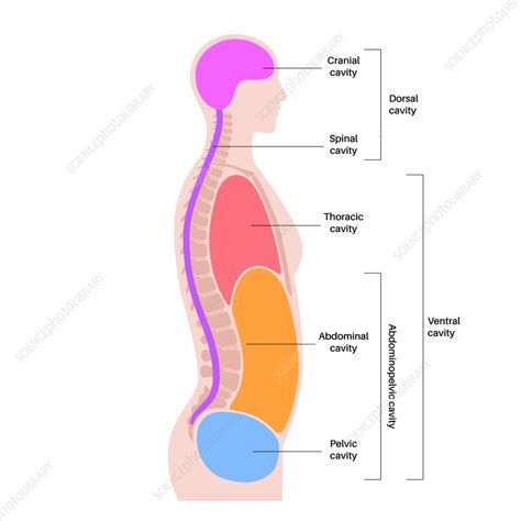 Body Cavities Illustration Stock Image F Science Photo