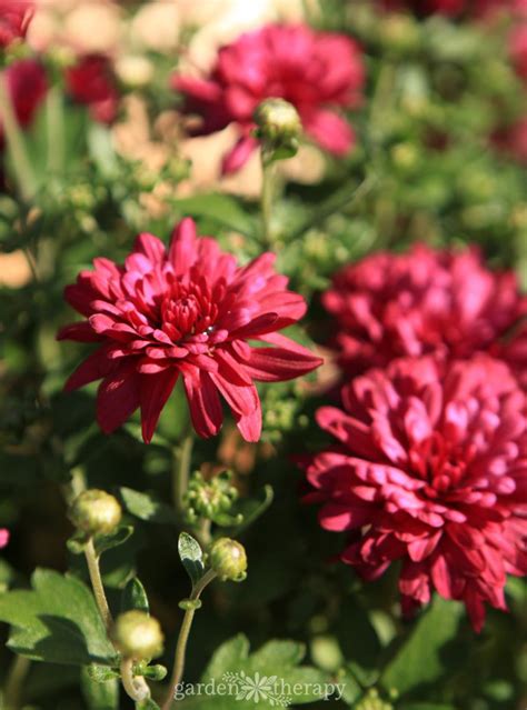 How to Care for Mum Flowers and Keep Them Blooming All Year Long