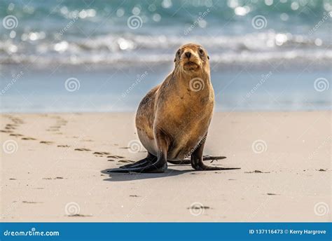 Sea Lion Walking On The Beach Stock Image Image Of Animal Wild