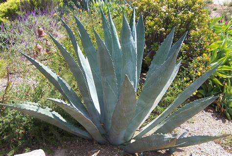 The 2 Minute Gardener Photo Century Plant Agave Americana