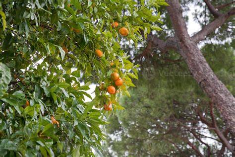 orange tree with fruits 11688570 Stock Photo at Vecteezy