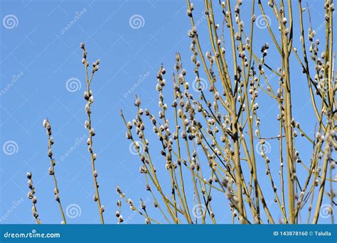 Bush Of Pussy Willow On Background Of Blue Sky Stock Photo Image Of Brown Outdoor