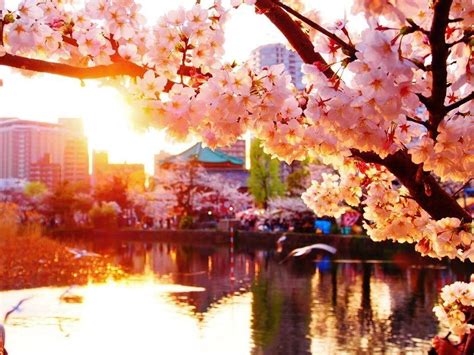 Sunset Cherry Blossom Wallpapers Top Free Sunset Cherry Blossom