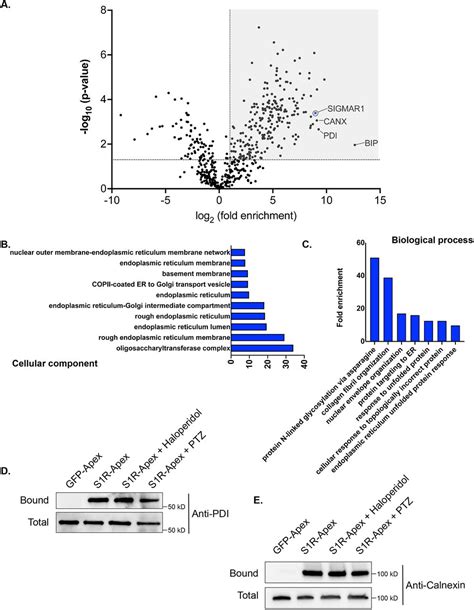 Defining The Ligand Dependent Interactome Of The Sigma 1 Receptor