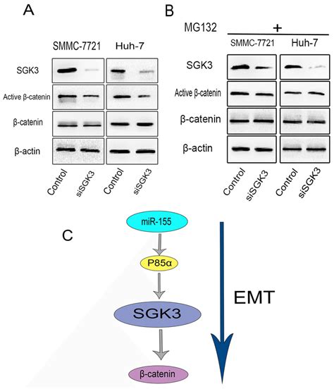 Sgk3 Regulates β Catenin Signaling In Hcc Cells A The Expression Of Download Scientific