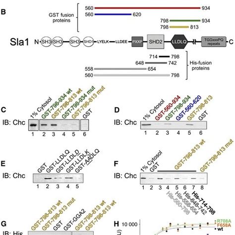 Sla P Contains A Vcb That Binds To Clathrin And Is Negatively Regulated