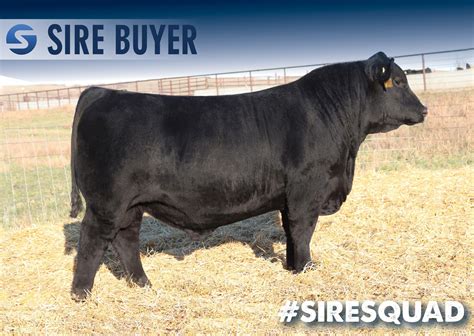 Angus Embryos For Sale Sb10 2057 Sire Buyer