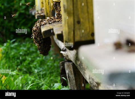 Beard Made Out A Bee Swarm Traditional Beekeeping In Transylvania