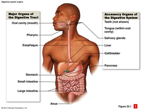 The Human Digestive System Alimentary Tube And Accessory Organs