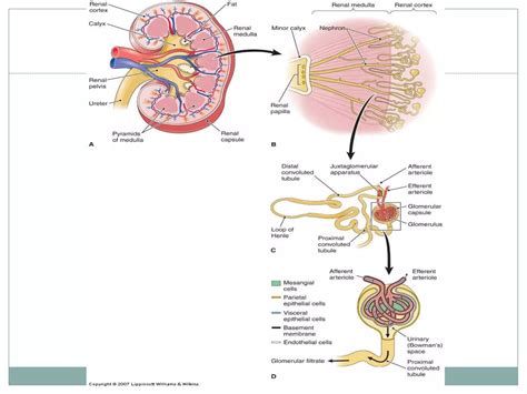 Acute And Chronic Glomerulonephritis Ppt