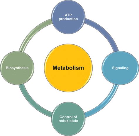 Metabolic Coordination Of Physiological And Pathological Cardiac