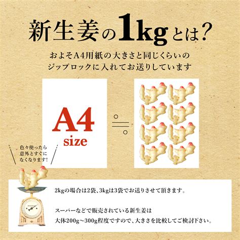 生姜専門店ginger Factory 新生姜 4kg 熊本県産 無農薬【送料無料】11月29日金発送予定 日時指定不可 同時注文の