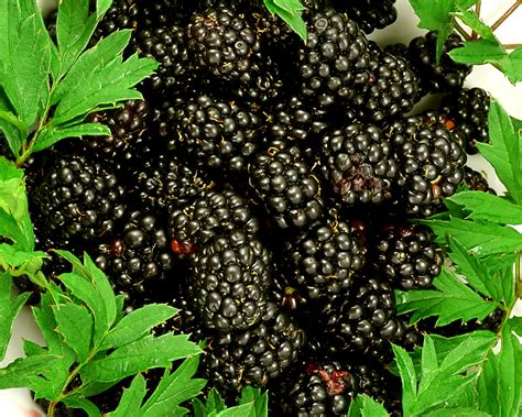 Arapaho Erect Thornless Blackberry Natorps Online Plant Store