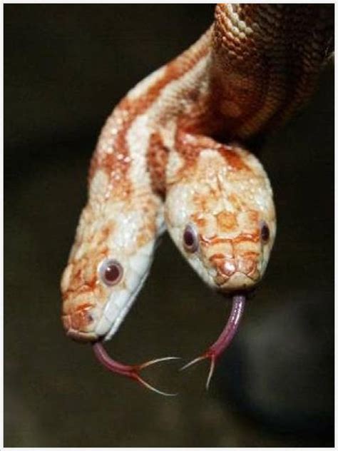 Get Fun Here Rare 2 Headed Snakes